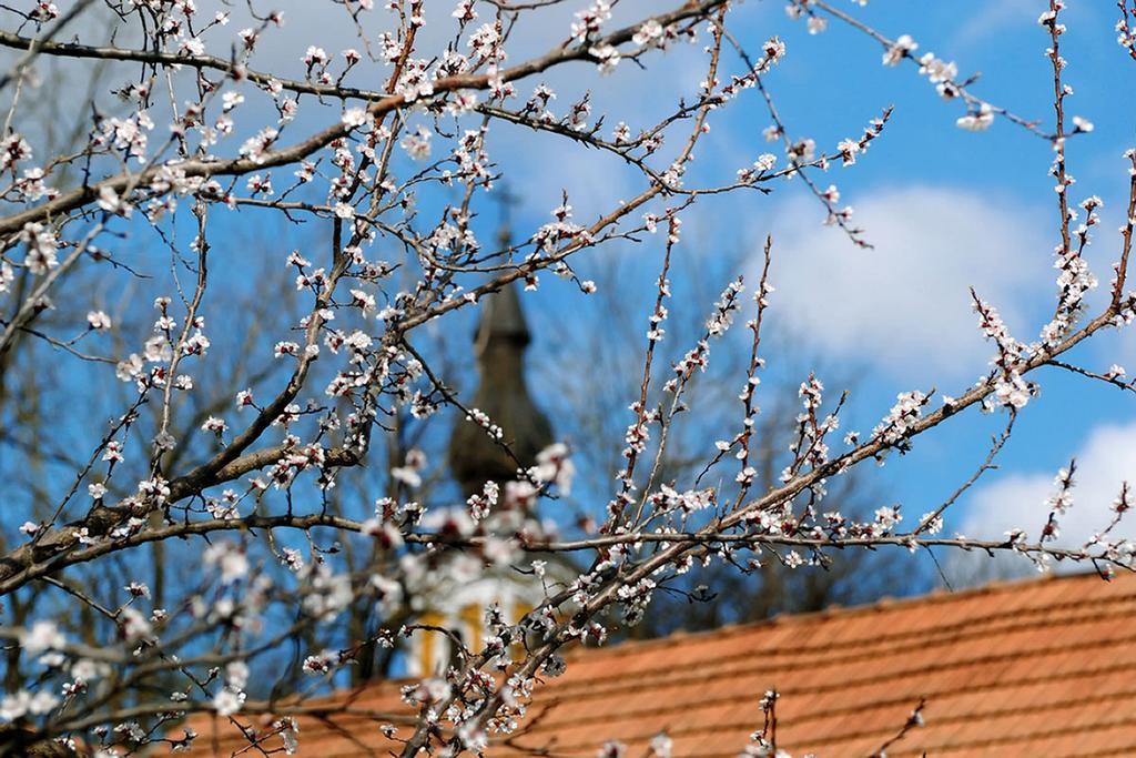 Penzion Florian Vendeghaz Villánykövesd Exteriér fotografie