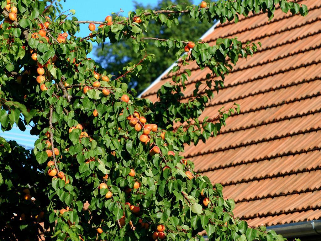 Penzion Florian Vendeghaz Villánykövesd Exteriér fotografie